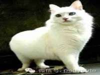 武汉中经尚品网络科技有限公司