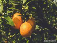 武汉中经尚品网络科技有限公司